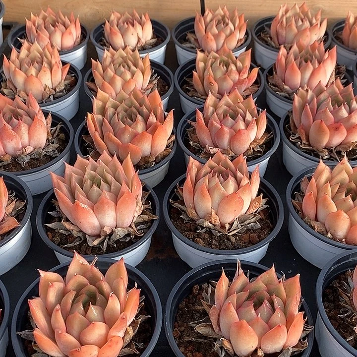 88宝莲灯 单头 福利多多