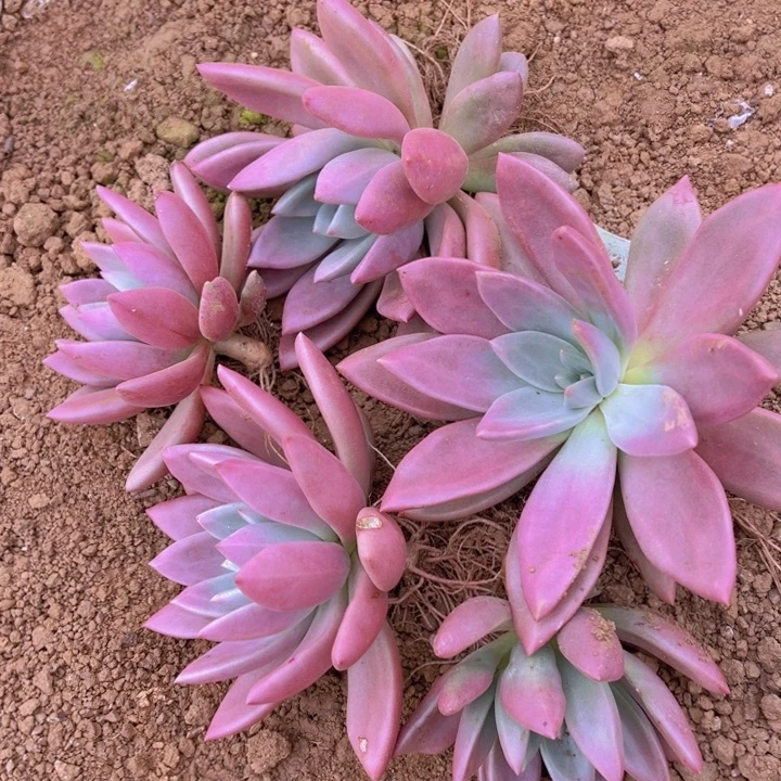 地栽桃花源5棵1组（包邮不包损）