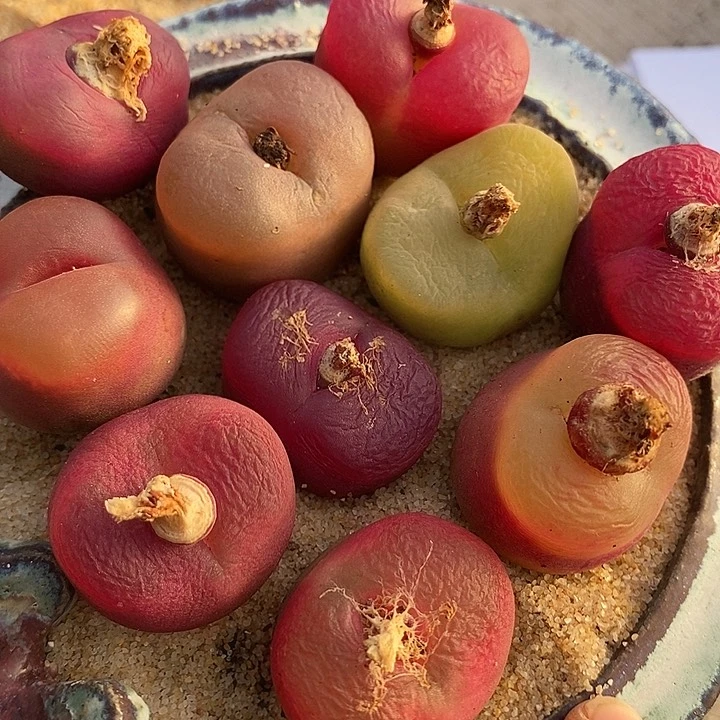 29511一组巨大母本