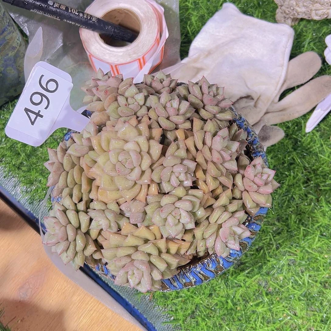 R**云496象牙群38元元