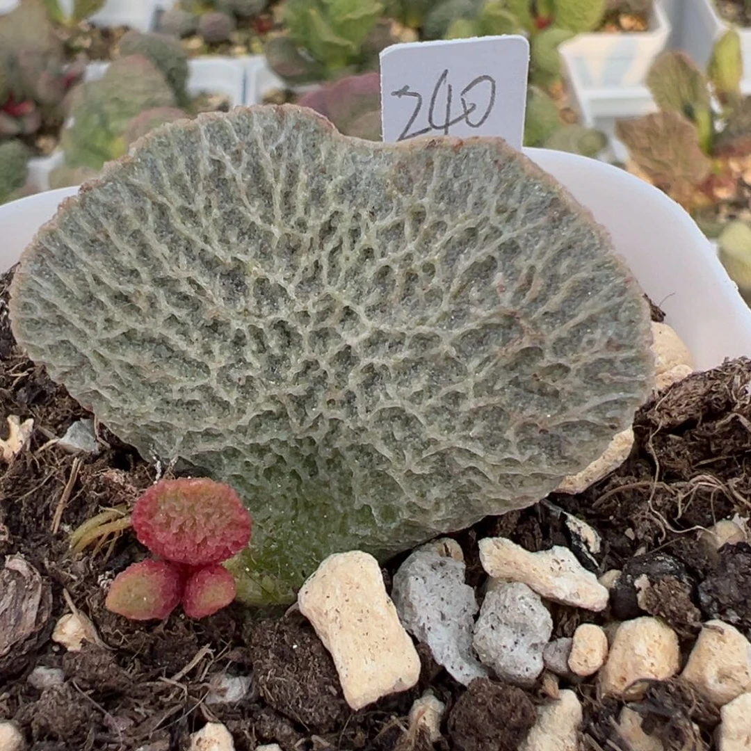 和路雪大苗多肉植物水泡