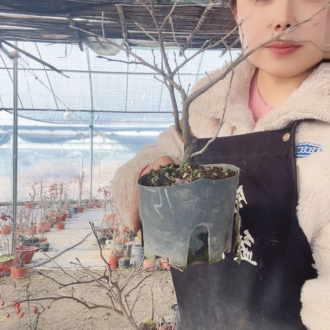 貂***艺老鸦柿一物一拍