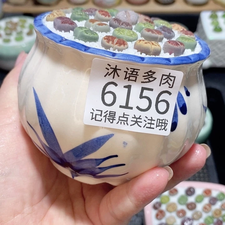 带盆土发货 精美盆栽6156