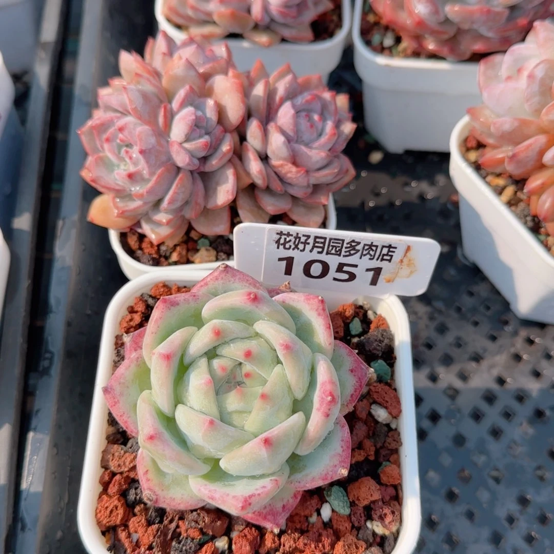 多肉植物1051！nnn