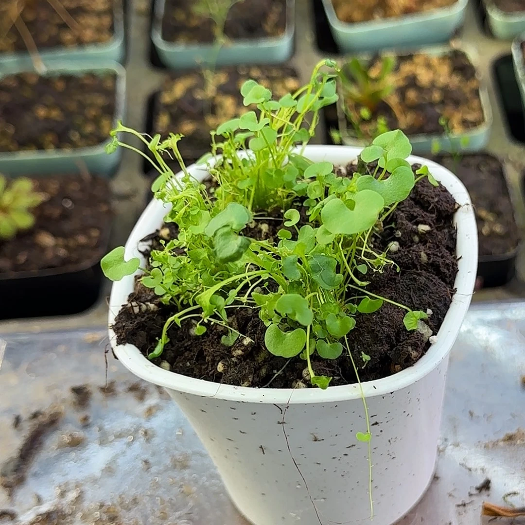 完全开放大肾叶交荷叶狸藻