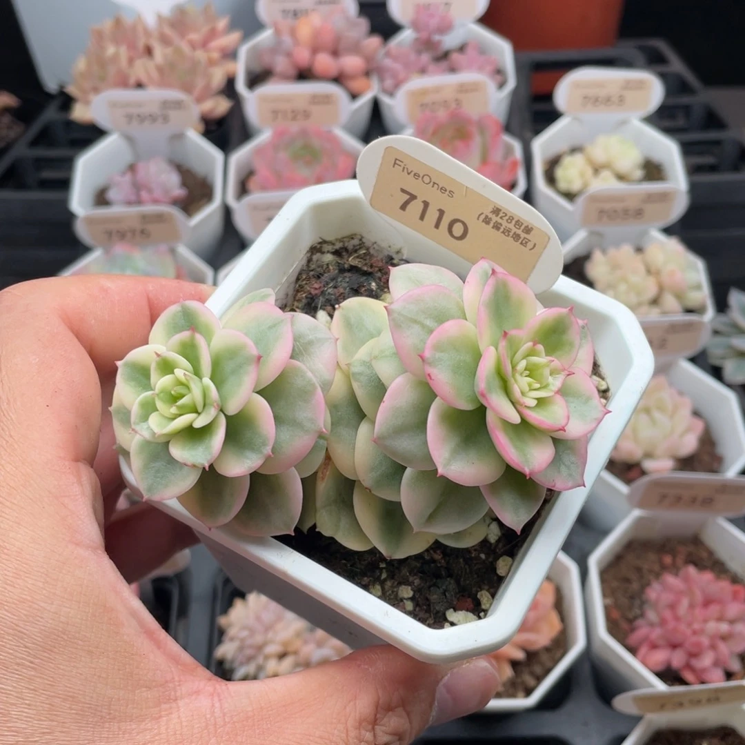 蜡牡丹锦7110-9.5厘米