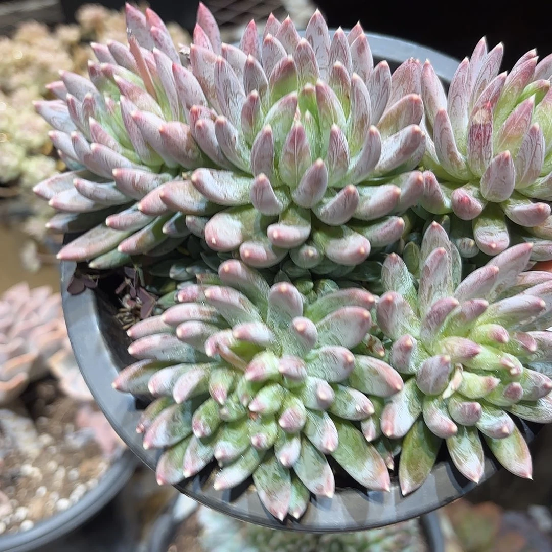 思****兮同温层多肉炫彩星414