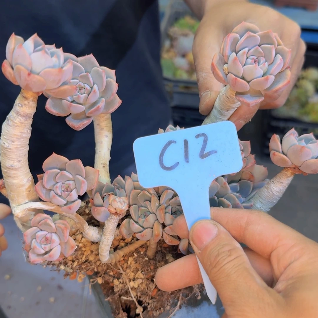 多肉植物的生长发育和