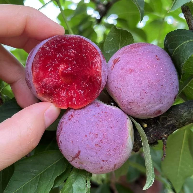 福建高山芙蓉李红心李子新鲜孕妇水果现摘新鲜水果脆甜李精选整箱