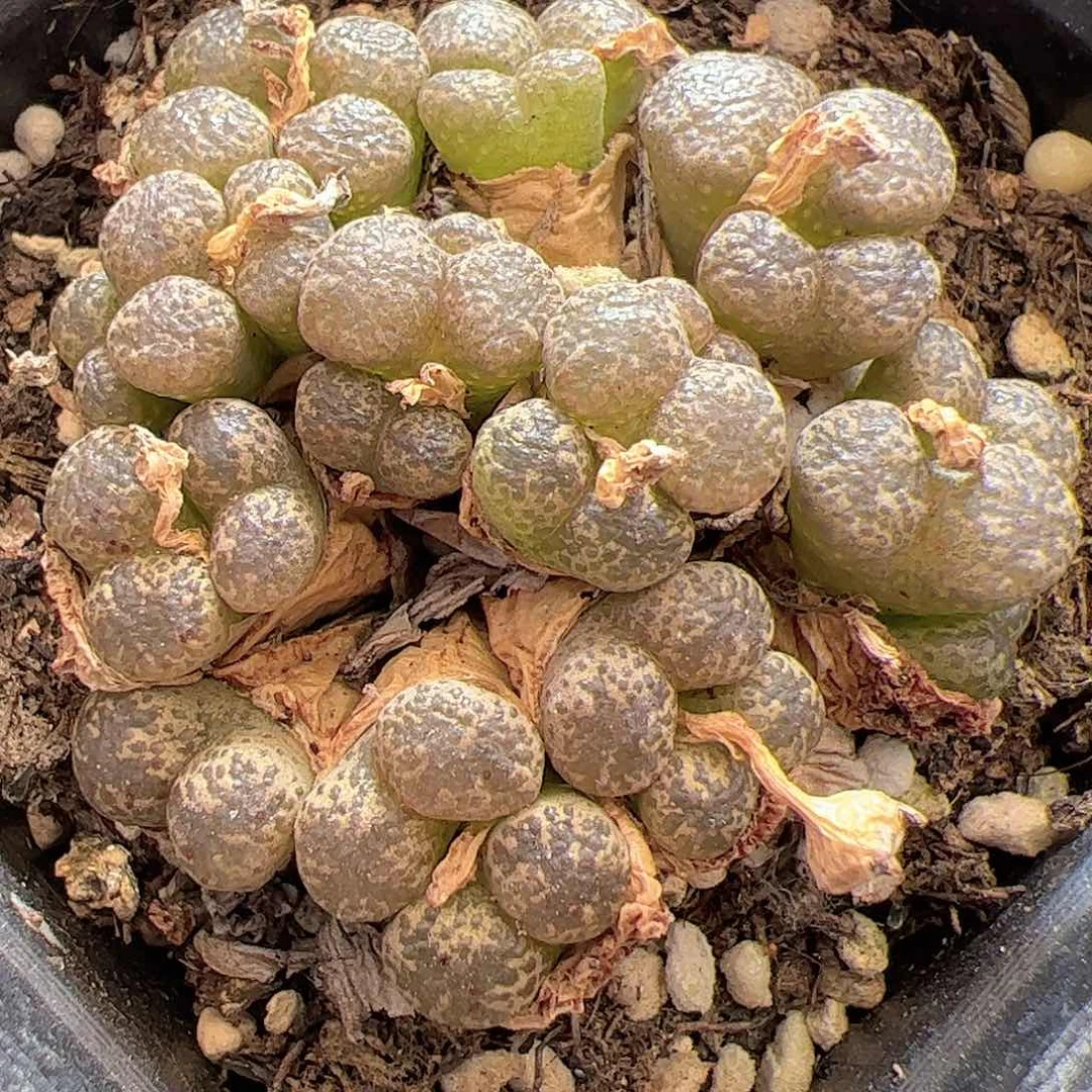 【闪购商品】270 福利