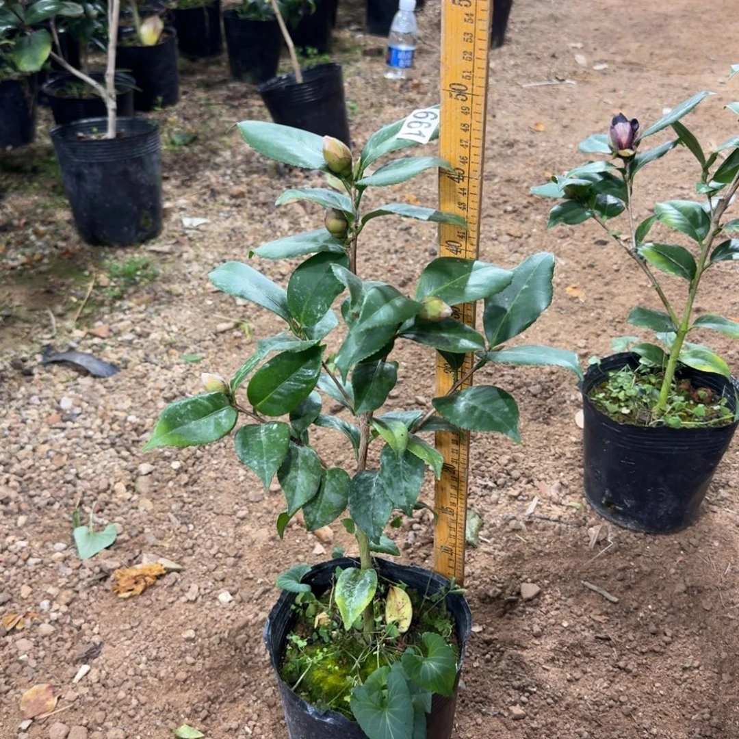 少量花朵（建议范围：2朵-5朵 或40%以下）661复青黑