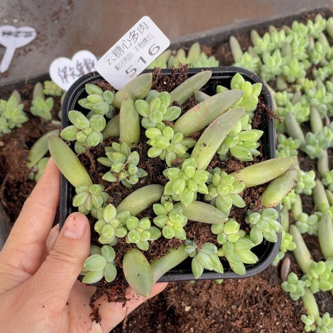 云糖心多肉植物516