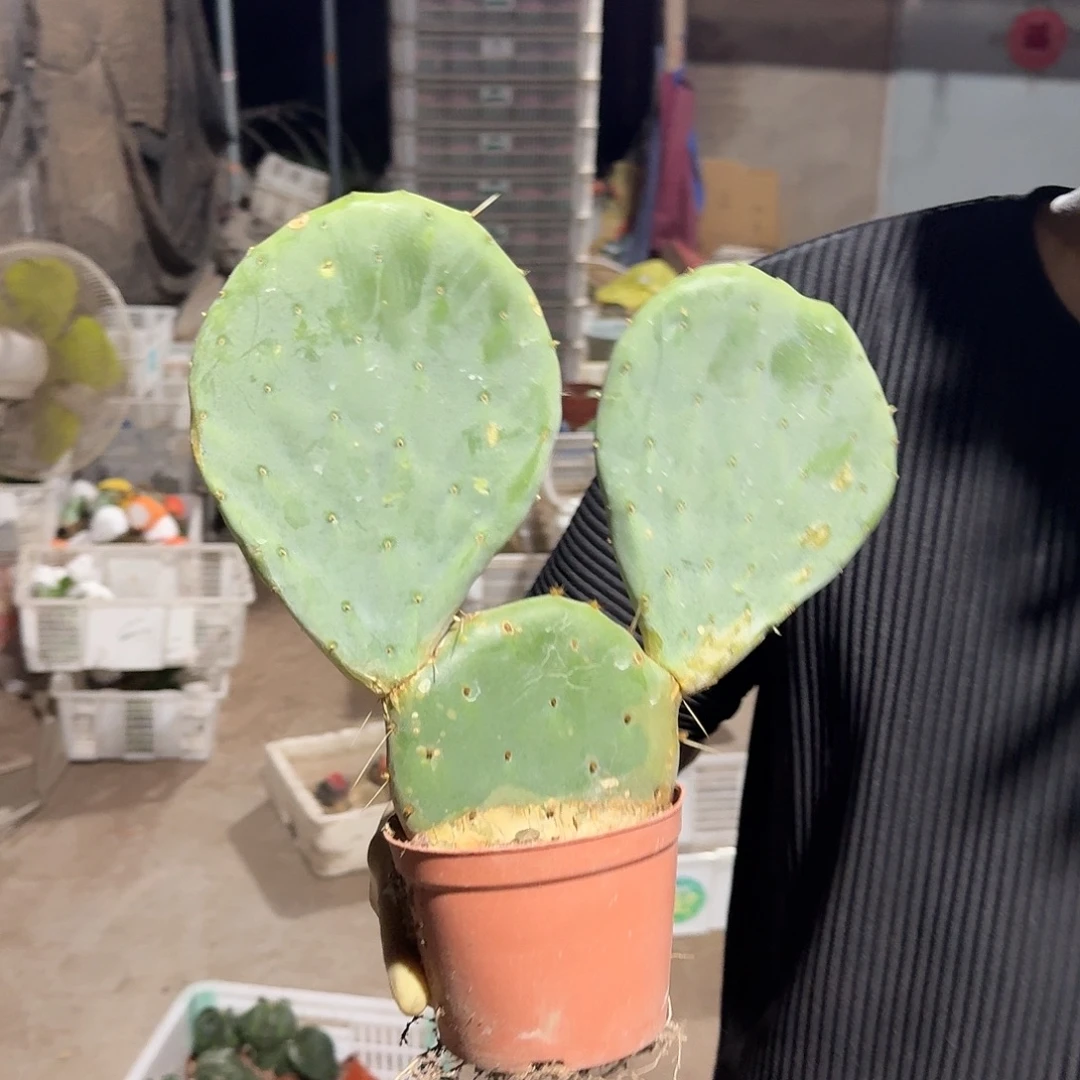 一行园艺【仙人镜】