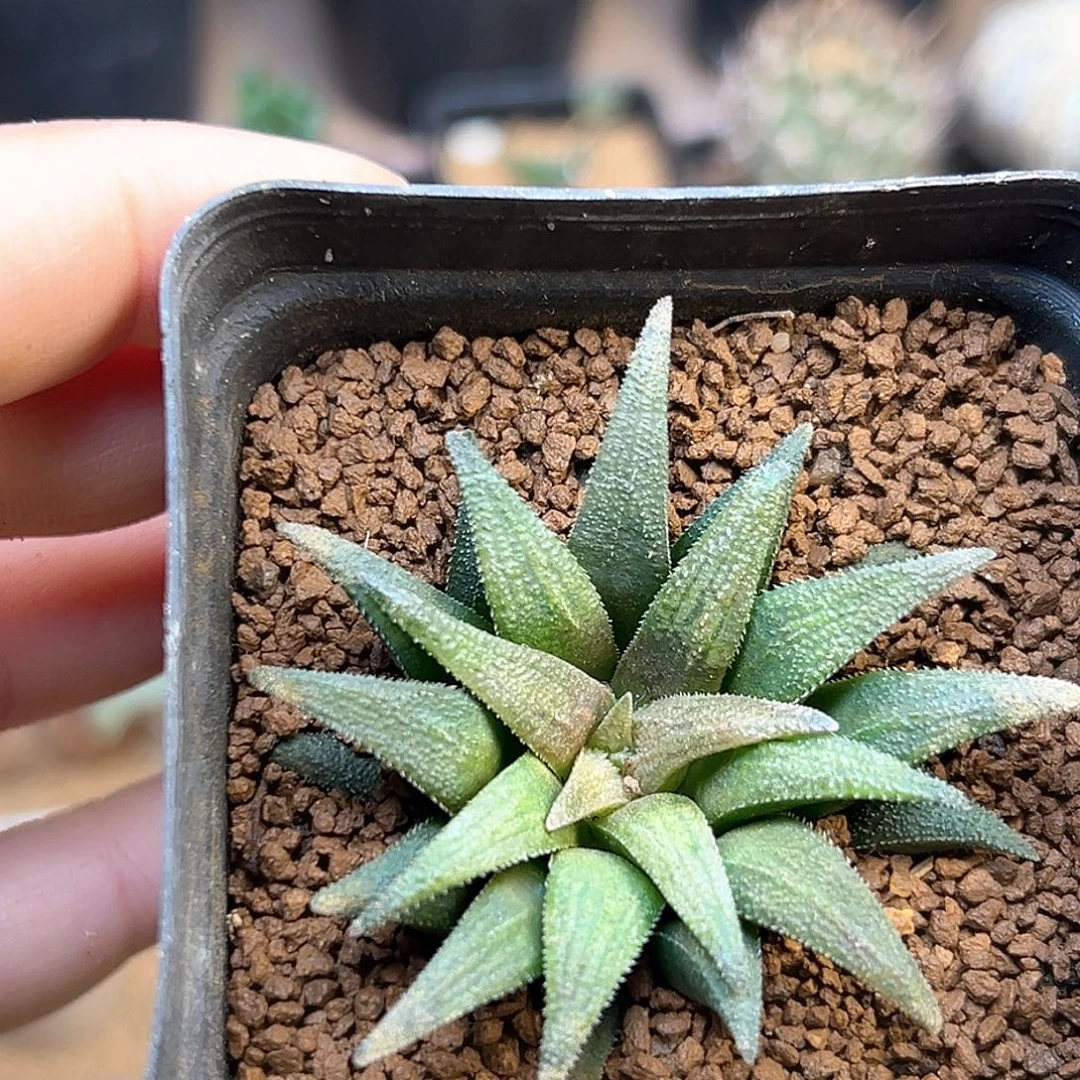 大型裙鲛蛟一颗一颗