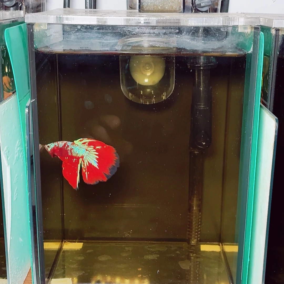 斗鱼彩金半月公鱼