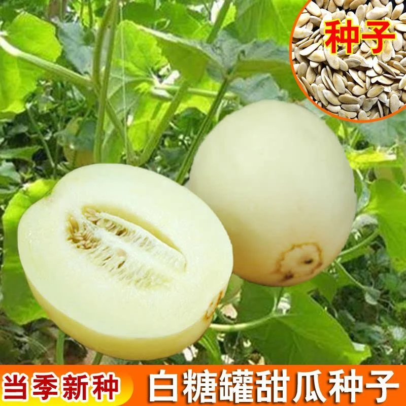 【白糖罐白皮甜瓜种子】农田菜地作物皮薄高糖白甜瓜籽耐储种子孑