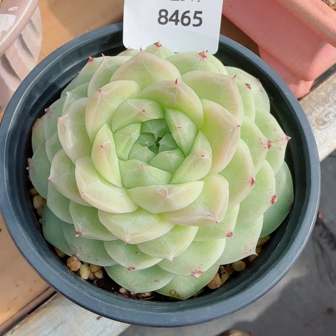 梨花白，8465多肉植物