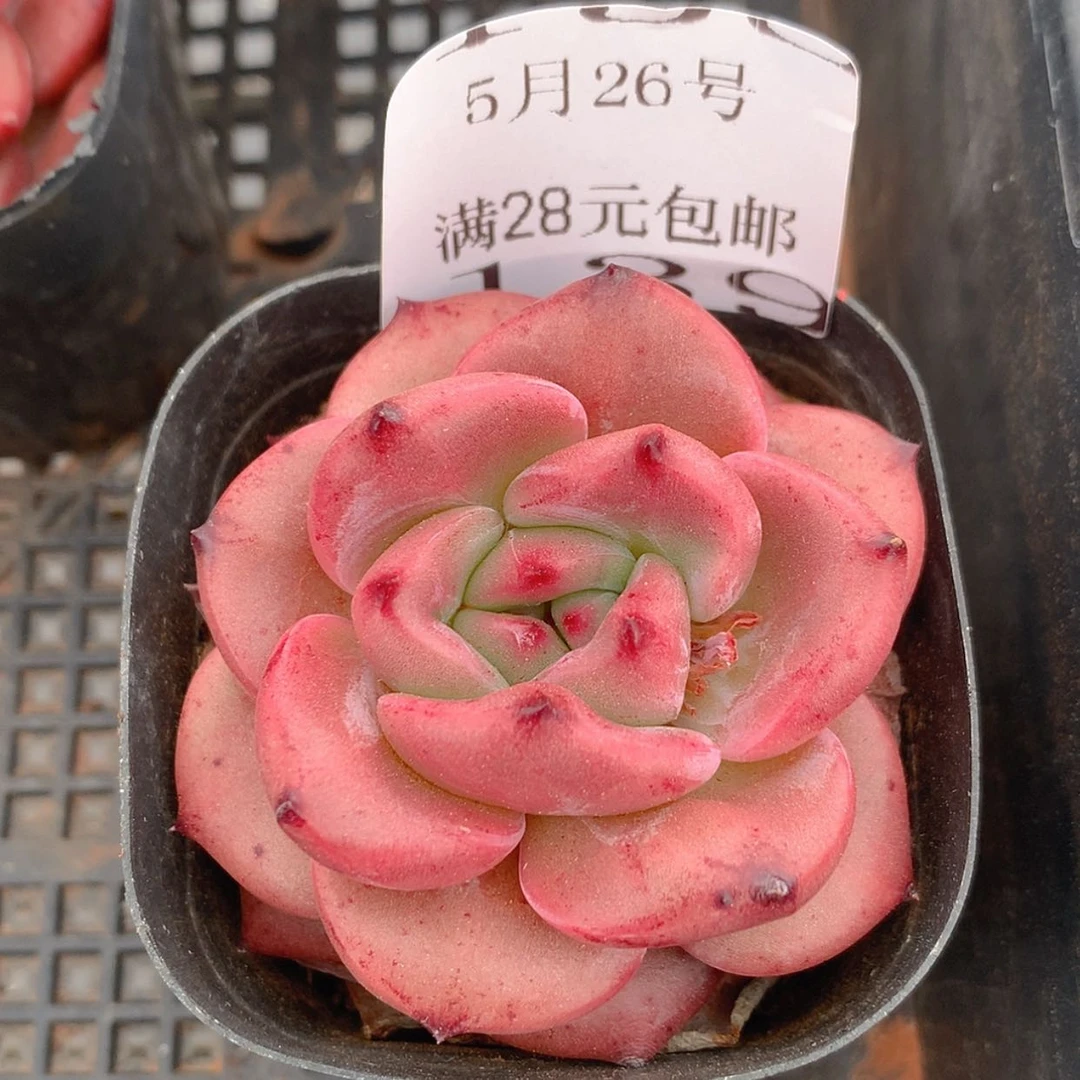 【闪购商品】云139号