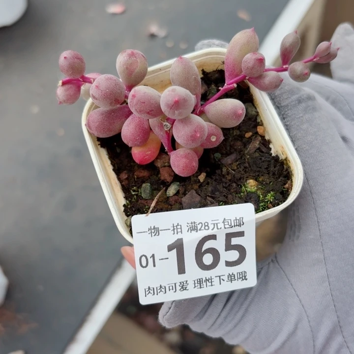 紫泡泡多肉多肉多肉植物多肉