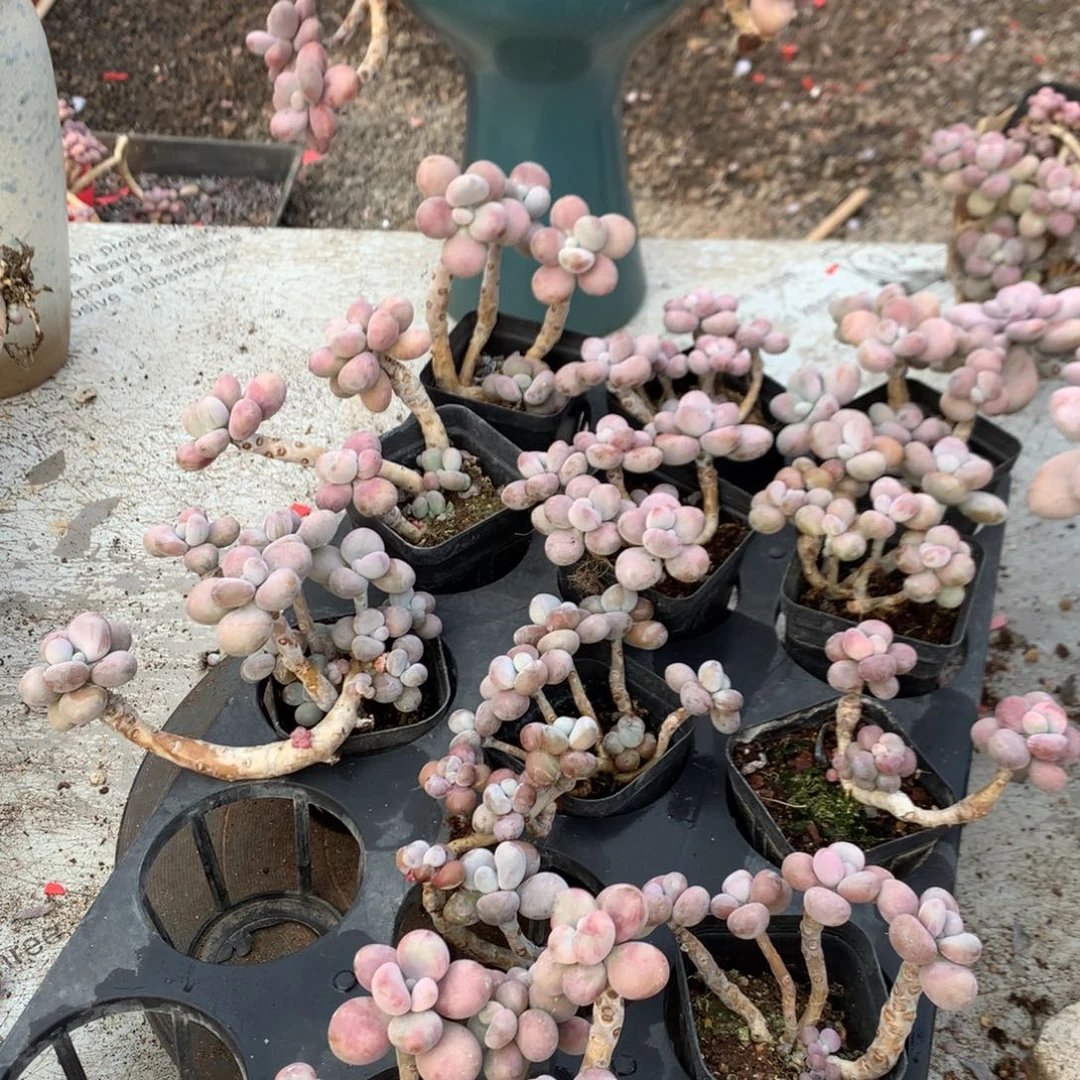 R***情桃蛋老桩不带盆80号