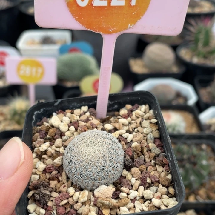 实生美丽丸0227000000