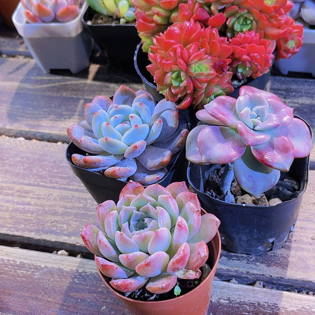 四盆111111111111111111