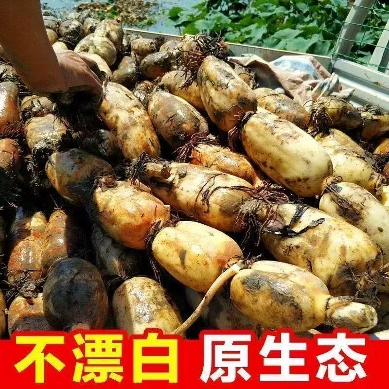 2025年重庆新鲜现挖脆藕火锅炒菜蔬菜莲藕3/5斤不洗新鲜带泥发货