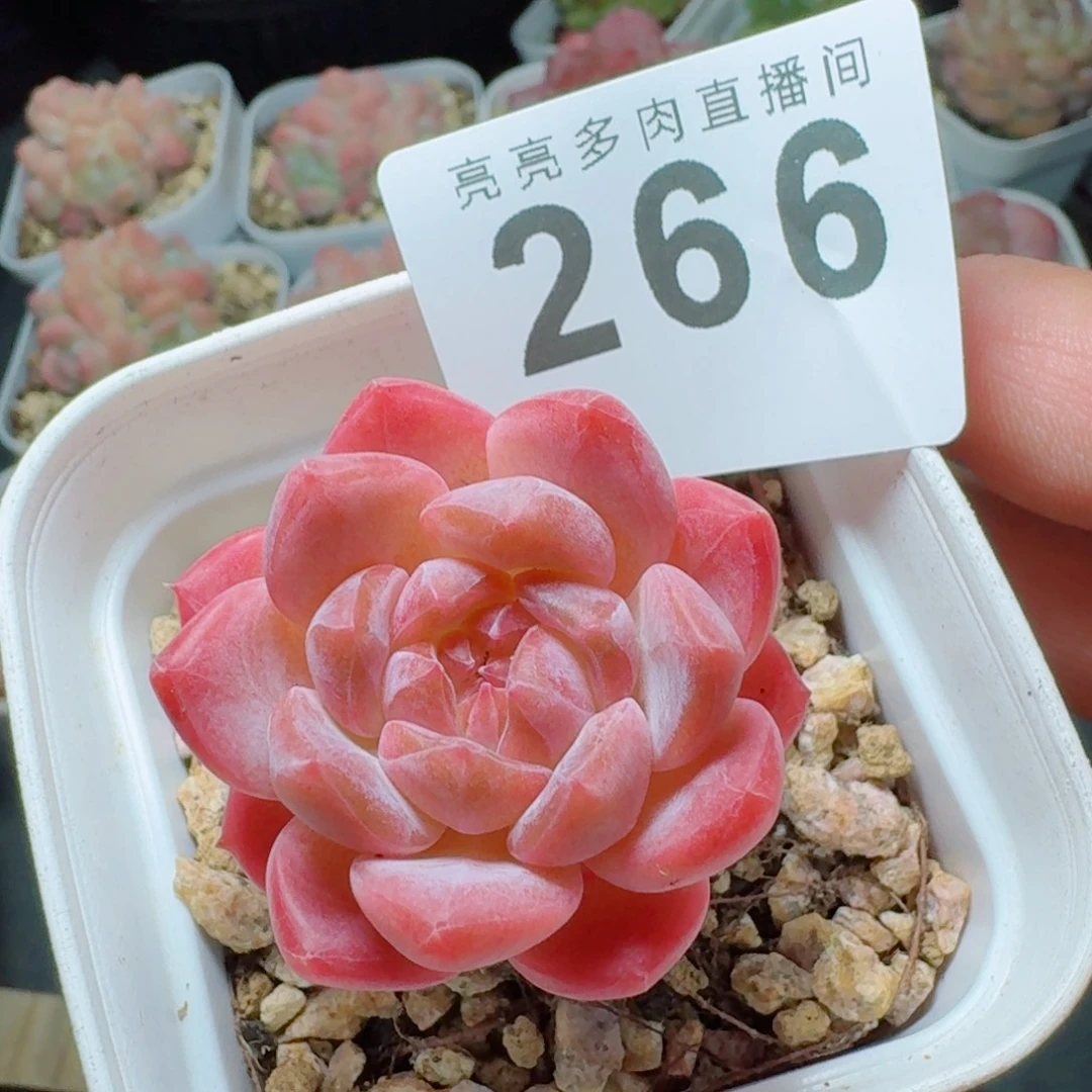 开播福利