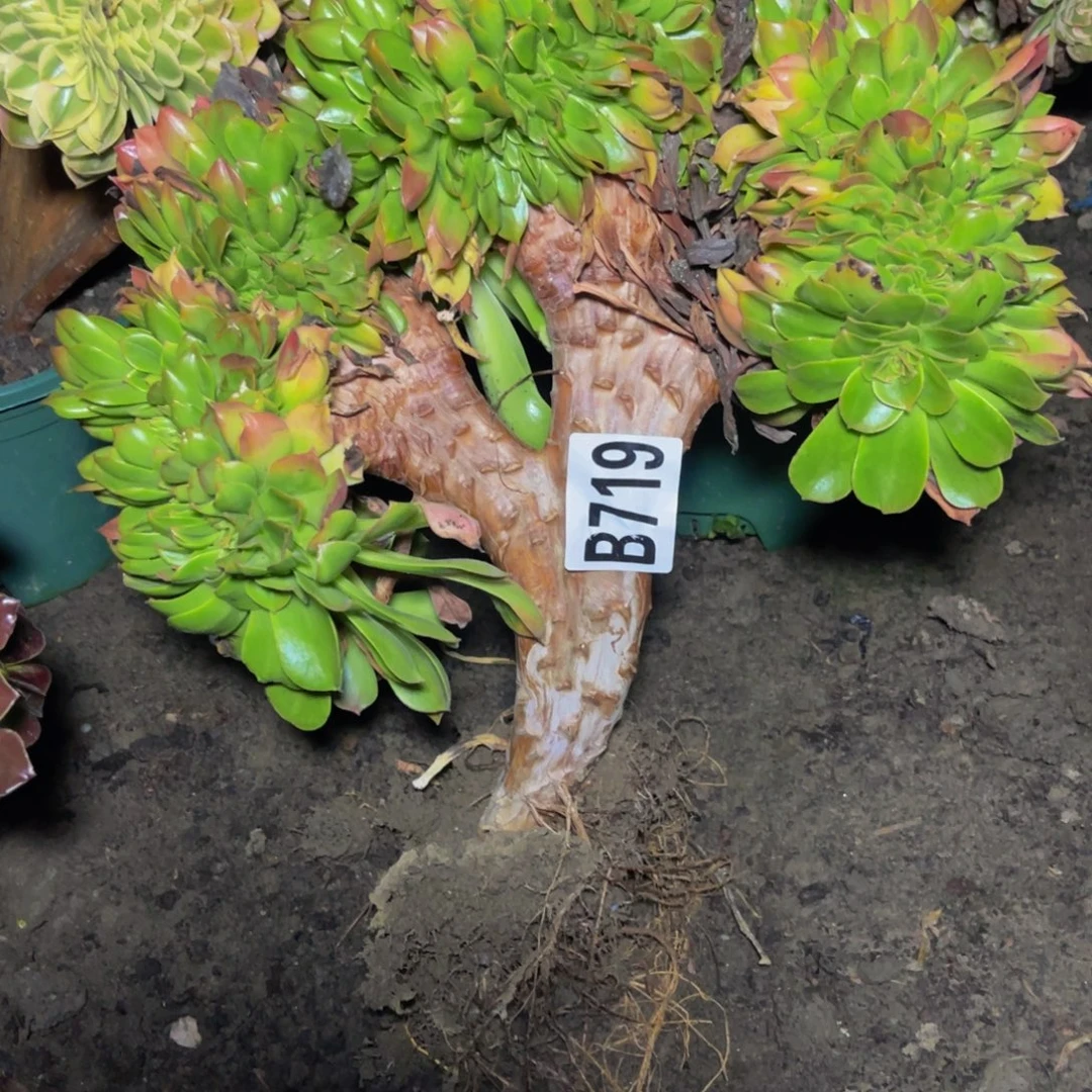 香炉盘法师16////7包邮