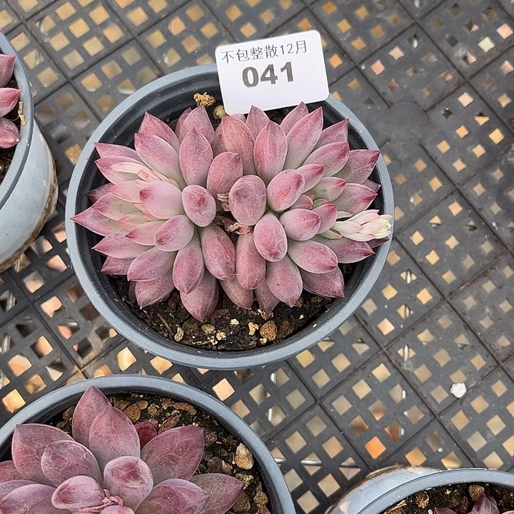 阿雅园艺。        041虞美人