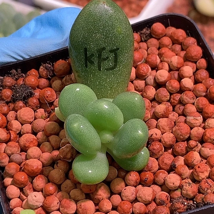 加菲猫锦多肉植物