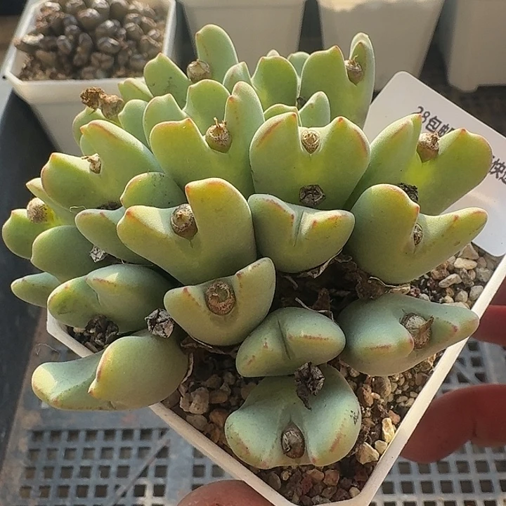 170 毛体鹿角少将。