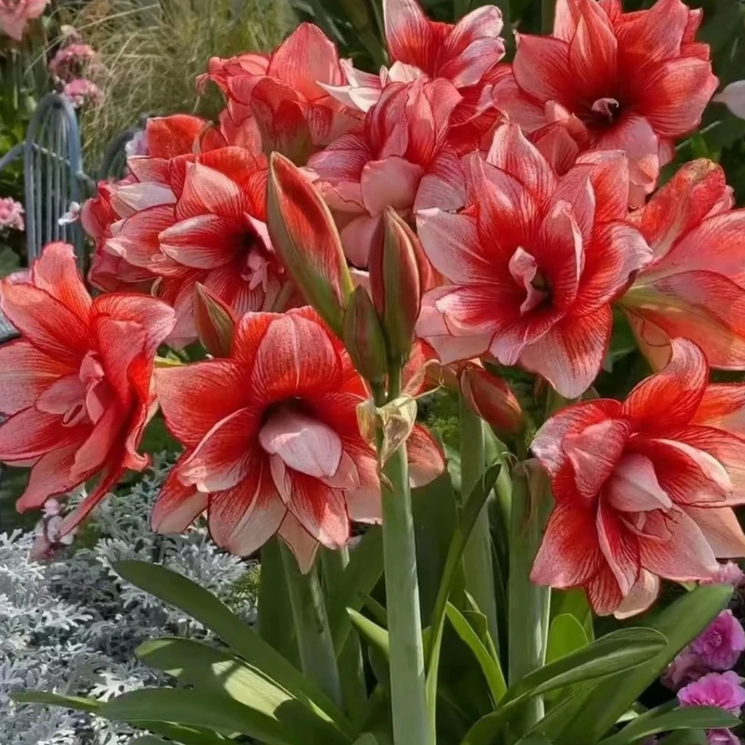 （小花匠花坊）鬼魅～重瓣，南非品种基地球