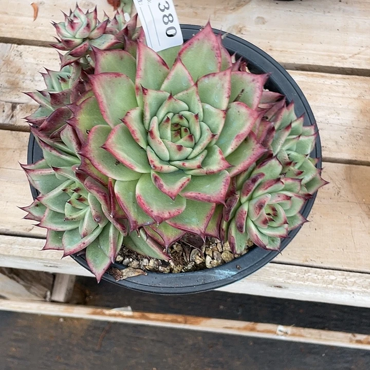 若如东云单拍D380