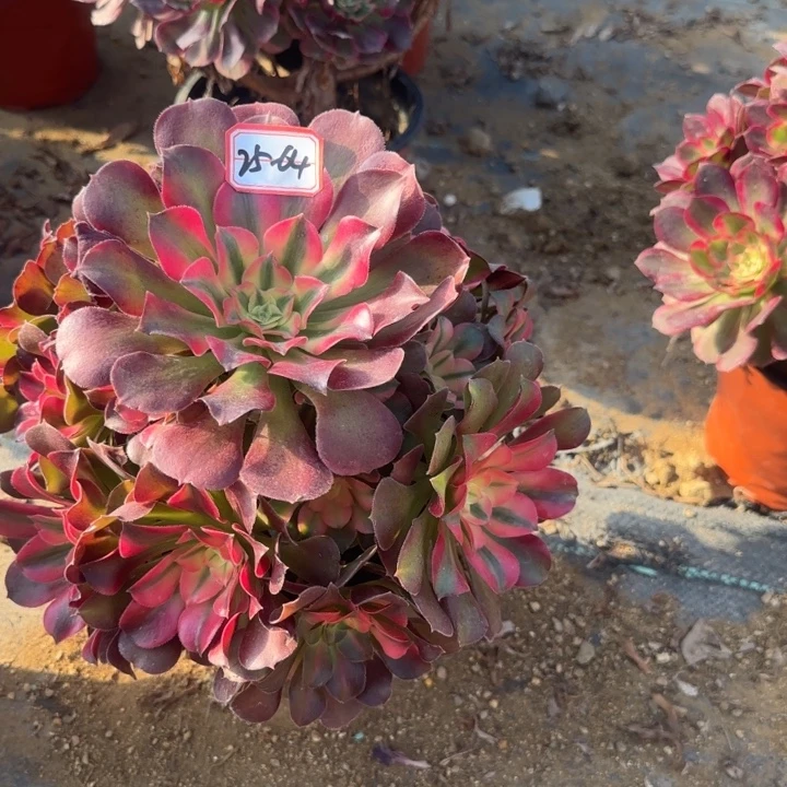 25-64香妃多肉不包售后