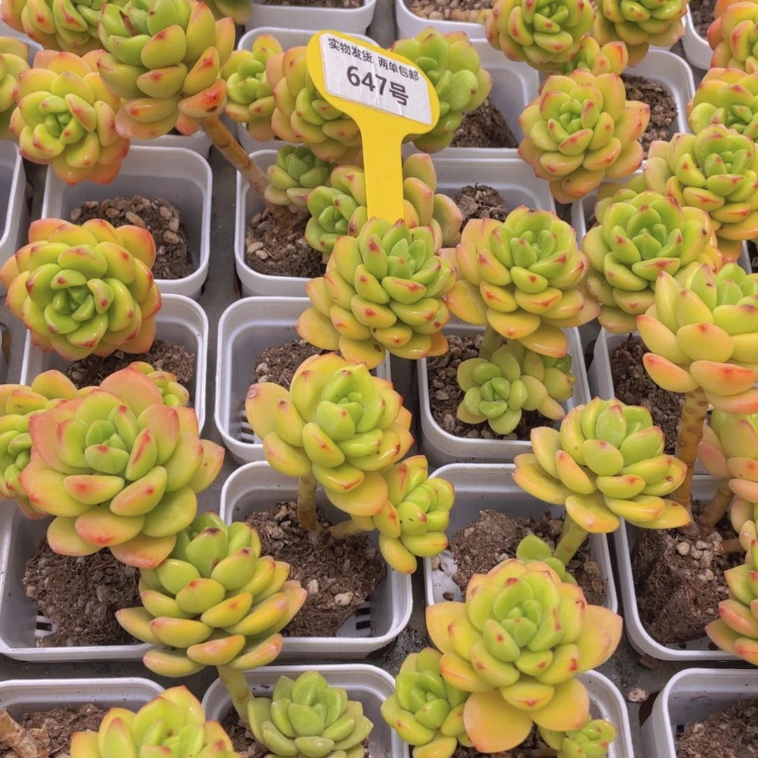 647号 开播福利 韩版柠檬宝石带腿2个