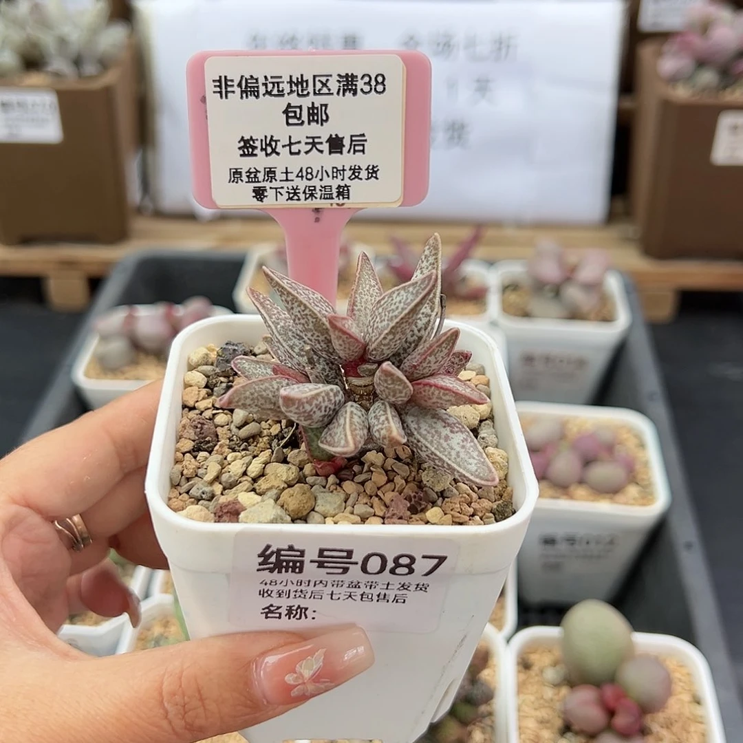 087红太平多肉植物