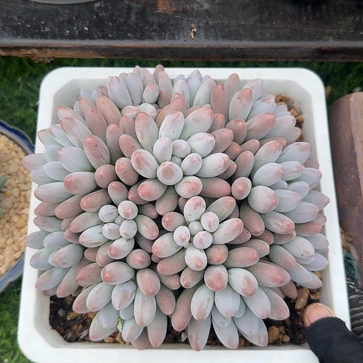 汤圆群生多肉植物