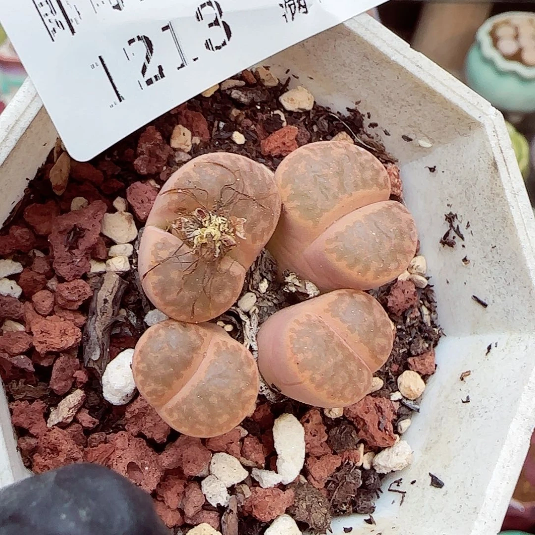 生石花满18包邮1213-134