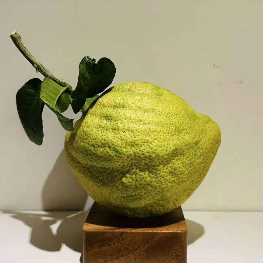 云南高山精品香橼现摘观赏清供摆件闻香能放可当车载新鲜正宗客厅
