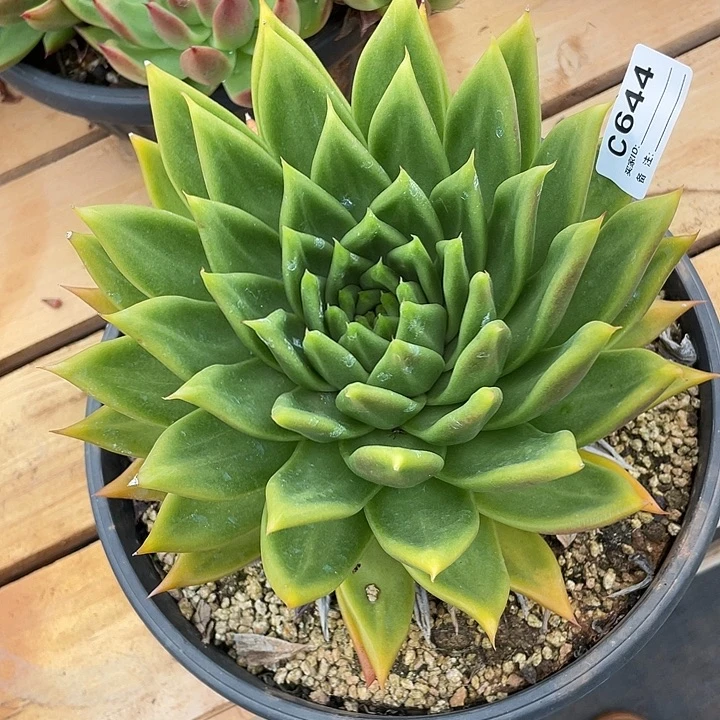 若如东云单拍C644