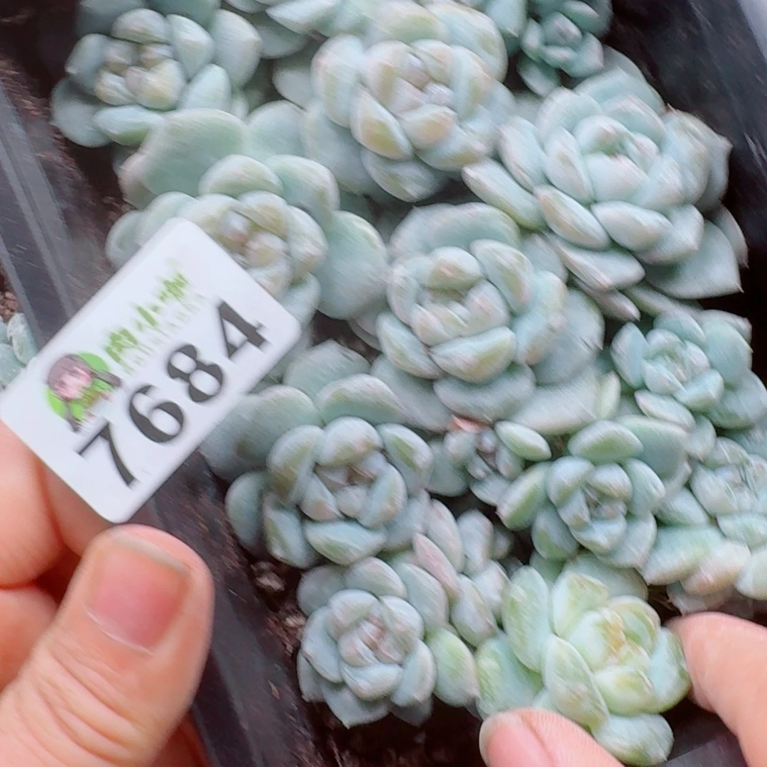 紫***樱多肉植物多肉植物