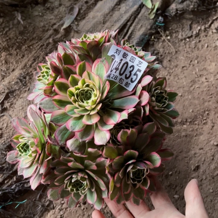 海王多肉植物法师海王4035