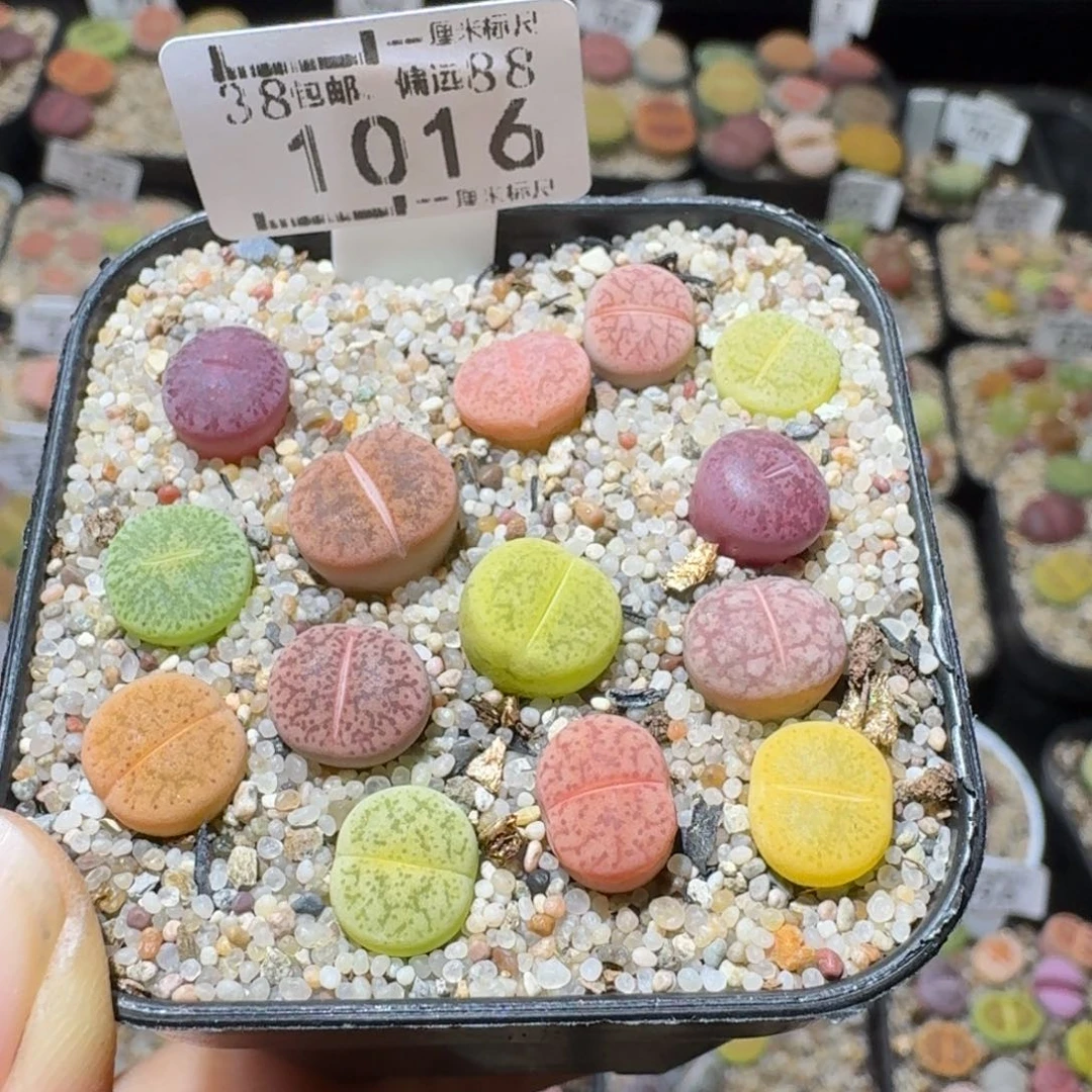 Sss精品生石花 1016