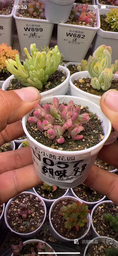 甜妹-超白不知名红宝石锦-多肉植物枝干番杏