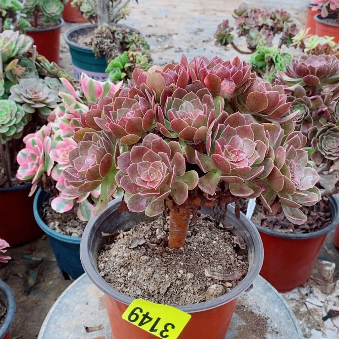 红魔多肉植物3149