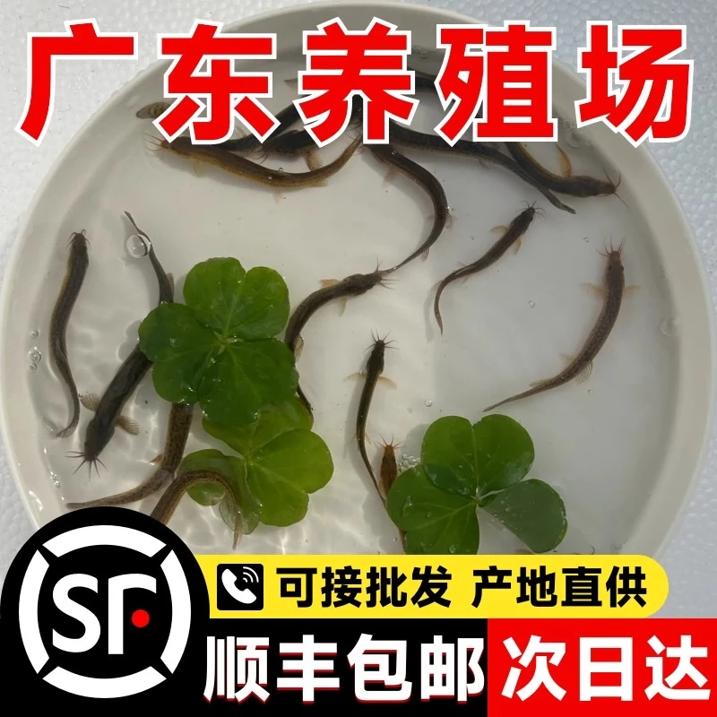 泥鳅苗鲜活喂养宠物钓鱼龙鱼活饵鲜活体筏钓活饵喂食淡水乌龟龙鱼