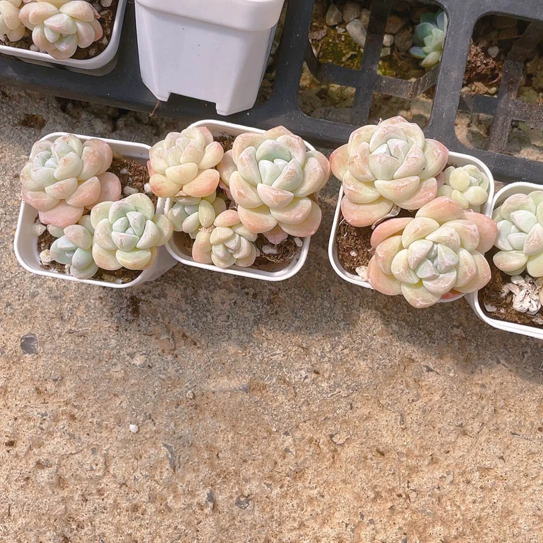 杆子冰玉三四头混发不包整盆一个满25包邮