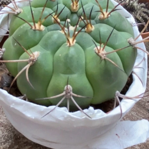 新天地仙人球20米仙人球