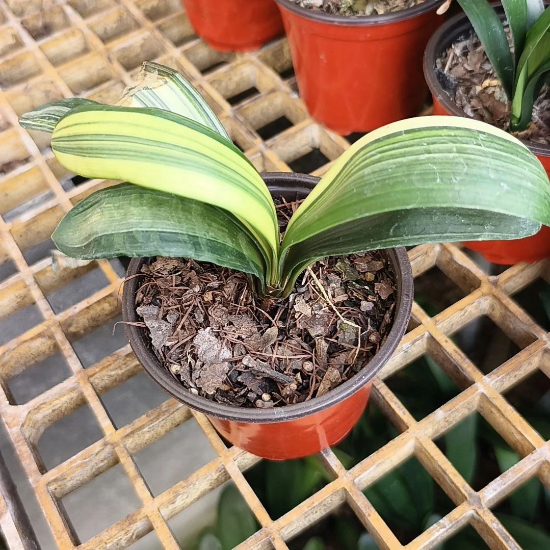 盟***主当前无花栽培后可以开花残叶彩斑苗拍品